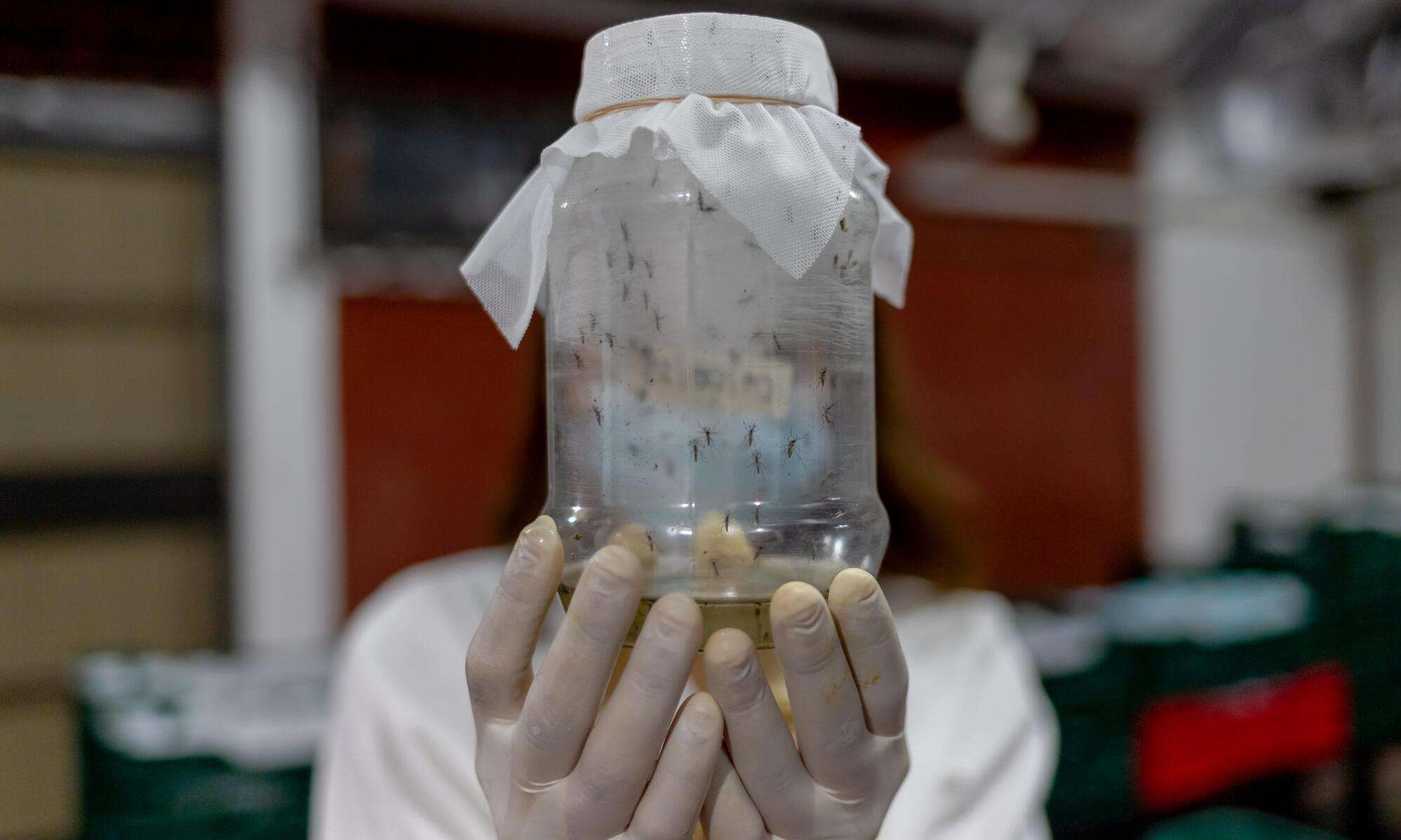 A gloved lab technician is holding a covered jar full of mosquitos, obscuring their face.