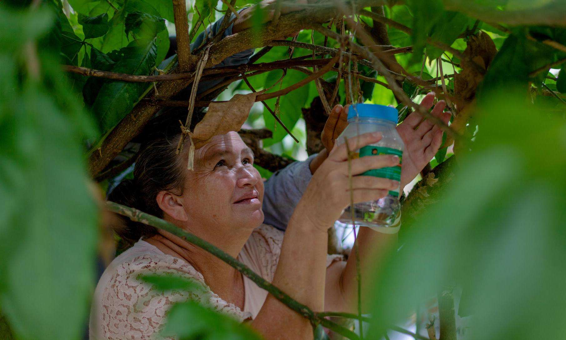 A woman holds a jar up to a tree releasing mosquitoes to prevent arbovirus spreading in Honduras.