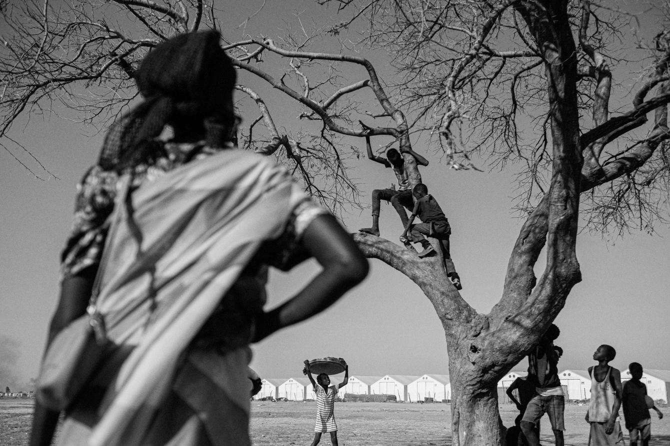 Children climb a tree and other children stand around watching. 