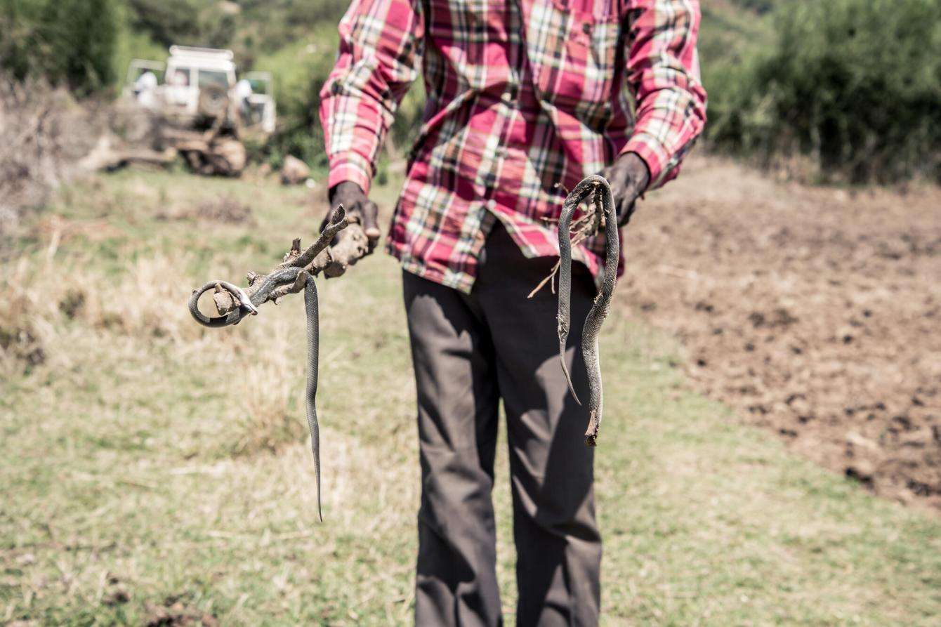 Reuben Kisang carries two snakes he had killed a few moments earlier