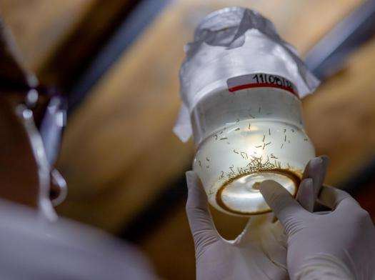 MSF staff member wearing gloves holds a jar of mosquitoes for the prevention of dengue in Honduras