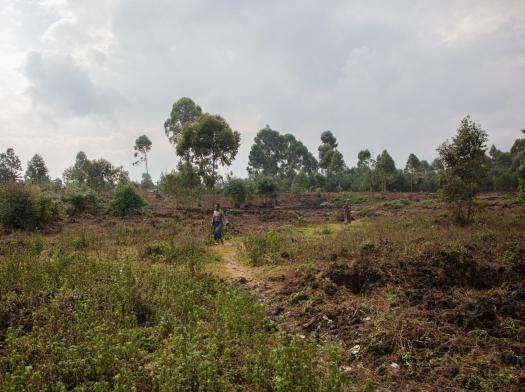 A woman and her children collect wood in a field outside Kanyaruchinya camp in Democratic Republic of Congo.