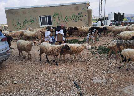 Sheep in Jinba, Hebron governorate, West Bank, Occupied Palestinian Territories.