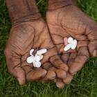 Medication pills in the palms of a person's hand against grass.